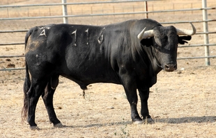Unas 400 personas participarán en Zafra en el XVII Symposium del Toro de Lidia