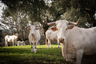 La Diputación de Cáceres apoya a la Asociación de Criadores de Blanca Cacereña en su tarea de garantizar el futuro de esta raza bovina autóctona