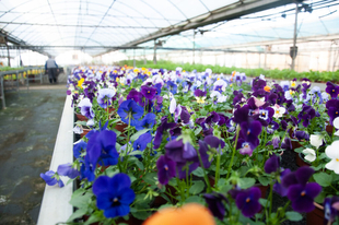 Los ayuntamientos de la provincia ya pueden solicitar plantas de temporada de la Campaña de Primavera de la diputación