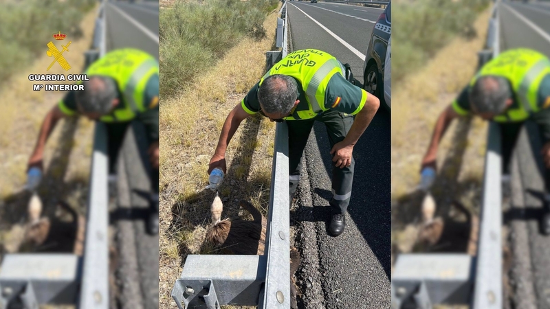 La Guardia Civil rescata a un buitre leonado en la autovía A-5 a su paso por Belvís de Monroy