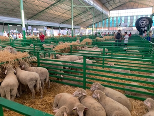 La Asociación de Retinto ve 'un jarro de agua fría' que la Feria de Zafra no pueda contar con vacuno, ovino ni caprino