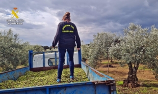 Cuatro detenidos implicados en una veintena de robos de aceitunas en varios puntos de la provincia de Badajoz