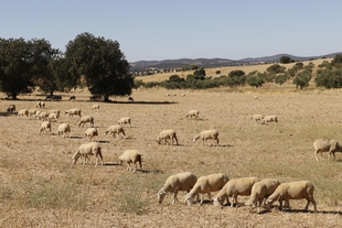 Extremadura ve una 