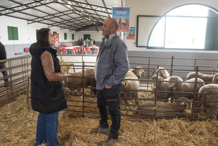 Nueva subasta de ganado ovino de la diputación, con la satisfacción de los ganaderos y ganaderas, que destacan su calidad y precio