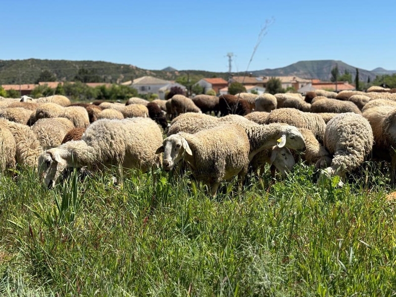 Extremadura cuenta con 85 focos de 'lengua azul'