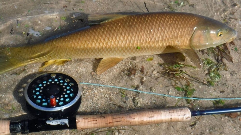 Extremadura produce más de la mitad de los peces nativos para la pesca y recuperación de masas de agua de toda España