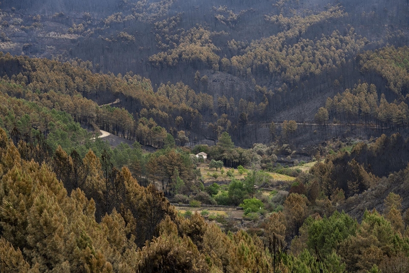 El verano se prevé 'complicado' en incendios en Extremadura, que cuenta con 'mucho combustible fino' en el campo