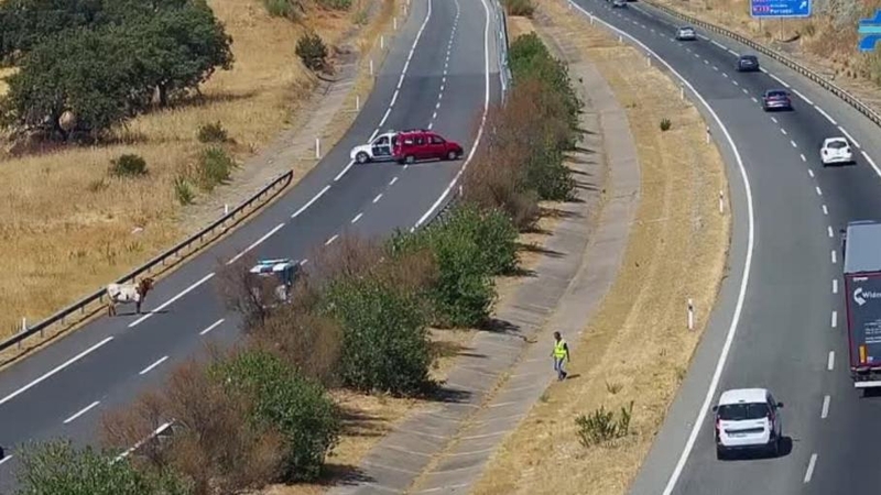 Retiran las vacas y reabre la calzada que estaba cortada en el túnel de Media Fanega en la A-66 sentido Sevilla-Mérida