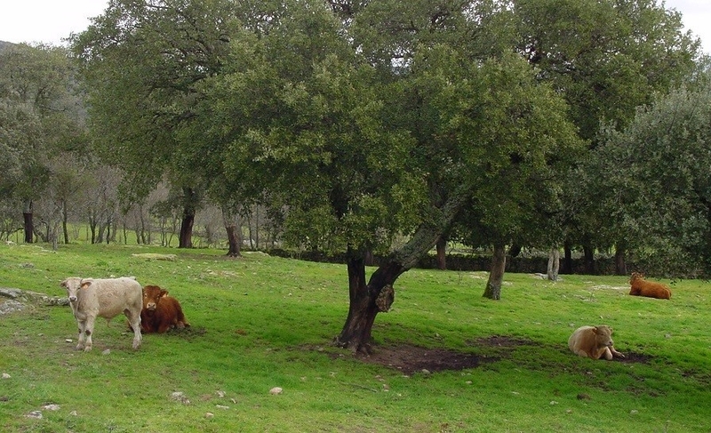 Agricultura abona más de 38 millones de euros en ayudas a ganaderos de vacuno de carne en extensivo