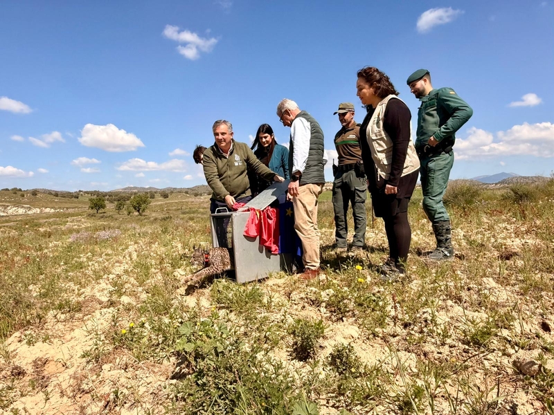 Extremadura cede un lince ibérico a la Región de Murcia para reforzar la población de esta especie en esta Comunidad Autónoma