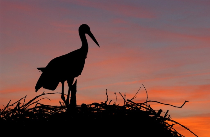 La Junta destina 5 millones de euros a ayudas para la conservación de las especies protegidas en explotaciones agrarias y ganaderas